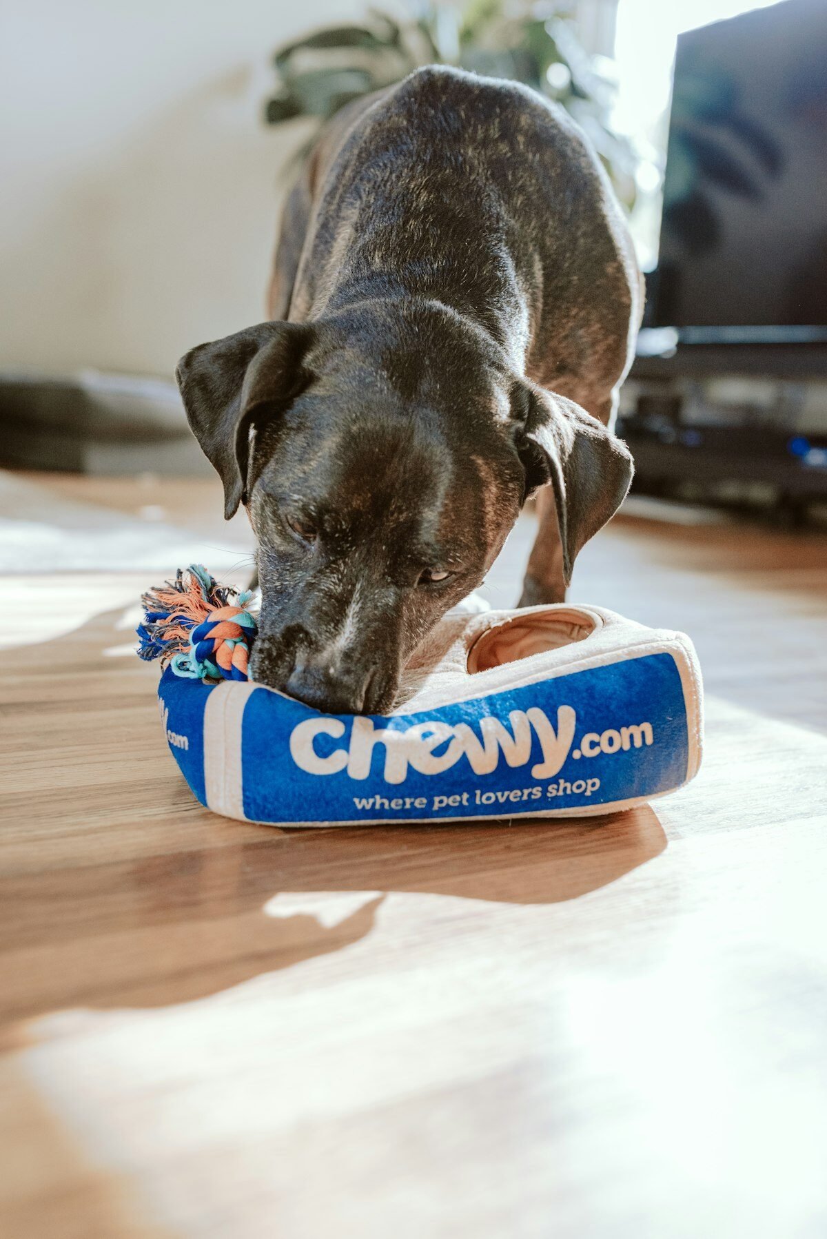 Chien surveillé par caméra connectée à la maison