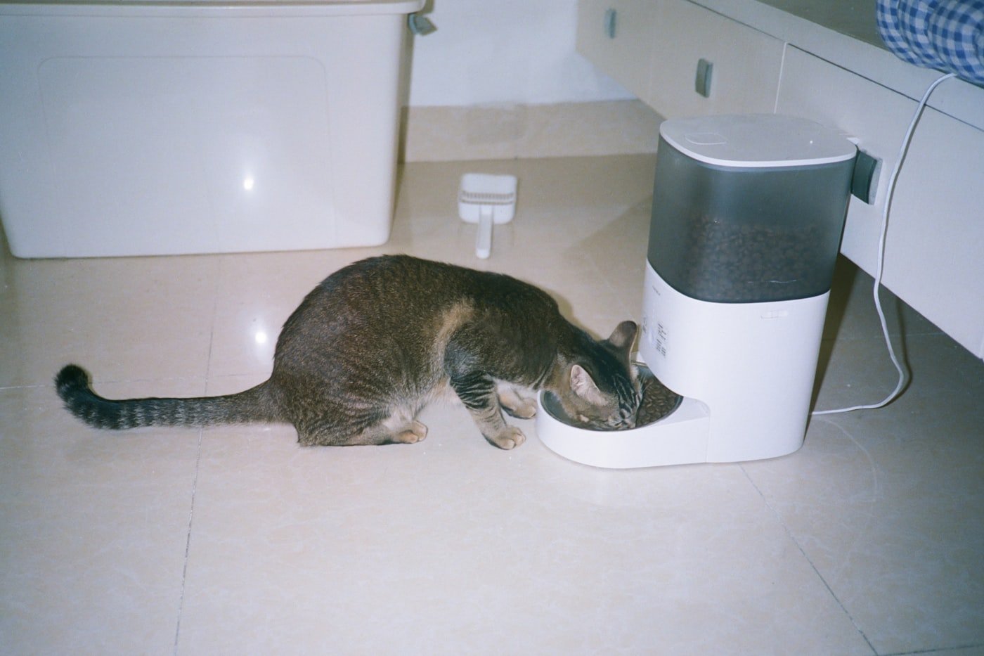 Chat mangeant à un distributeur automatique de croquettes