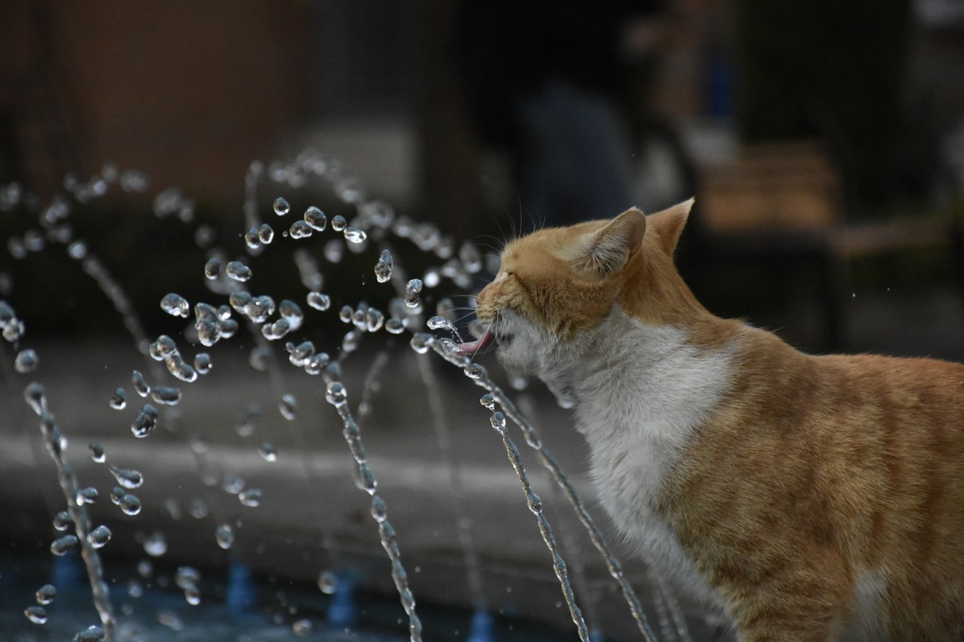 Chat buvant à une fontaine à eau